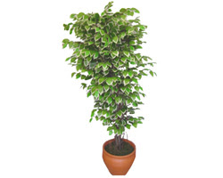 Ficus zel Starlight 1,75 cm   Hatay iek yolla , iek gnder , ieki  