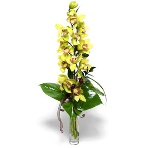  Hatay internetten iek siparii  cam vazo ierisinde tek dal canli orkide