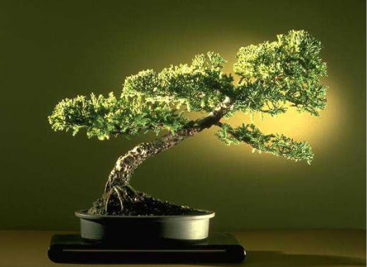 ithal bonsai saksi iegi  Hatay iek online iek siparii 