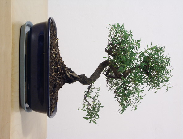 ithal bonsai saksi iegi  Hatay yurtii ve yurtd iek siparii 