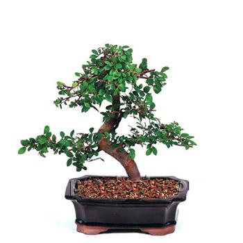 ithal bonsai saksi iegi  Hatay yurtii ve yurtd iek siparii 