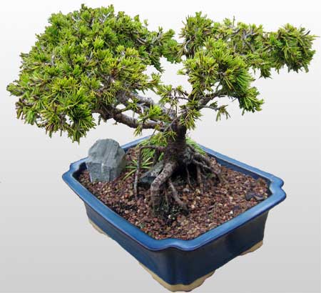 ithal bonsai saksi iegi  Hatay iek online iek siparii 