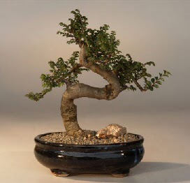 ithal bonsai saksi iegi  Hatay iek yolla 