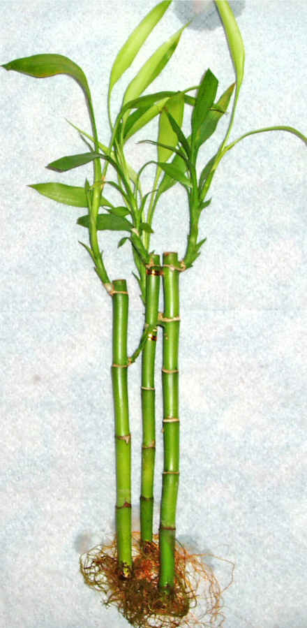 Lucky Bamboo 3 adet vazo hediye edilir   Hatay iek yolla , iek gnder , ieki  