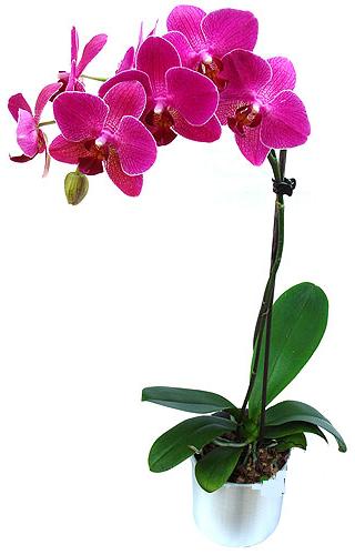  Hatay iek online iek siparii  saksi orkide iegi