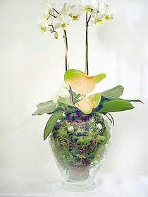  Hatay uluslararas iek gnderme  Cam yada mika vazoda zel orkideler