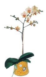  Hatay online ieki , iek siparii  Phalaenopsis Orkide ithal kalite