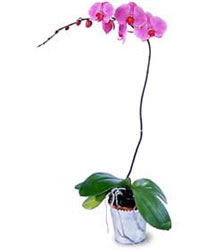  Hatay nternetten iek siparii  Orkide ithal kaliteli orkide 