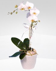 1 dallı orkide saksı çiçeği  Hatay internetten çiçek satışı 