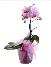 1 dal pembe orkide saksı çiçeği  Hatay hediye çiçek yolla 