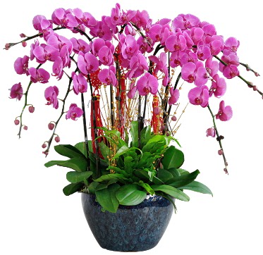 9 dallı mor orkide  Hatay çiçek yolla 