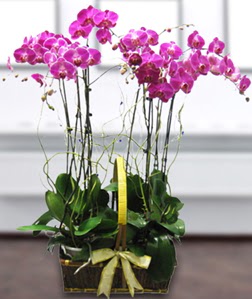 4 dall mor orkide  Hatay ieki maazas 
