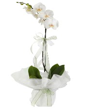 1 dal beyaz orkide iei  Hatay yurtii ve yurtd iek siparii 