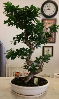 100 cm yüksekliğinde dev bonsai japon ağacı  Hatay internetten çiçek siparişi 