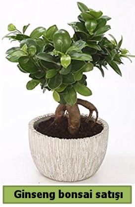 Ginseng bonsai japon aac sat  Hatay cicekciler , cicek siparisi 