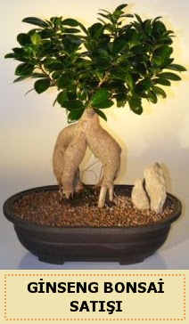 thal Ginseng bonsai sat japon aac  Hatay iek servisi , ieki adresleri 
