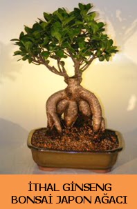 thal japon aac ginseng bonsai sat  Hatay internetten iek siparii 