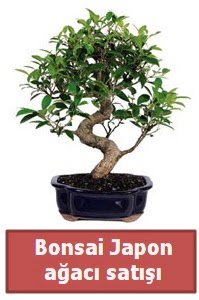 Japon aac bonsai sat  Hatay iek servisi , ieki adresleri 