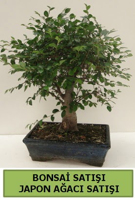Minyatr bonsai japon aac sat  Hatay iek siparii vermek 