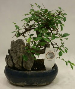 thal 1.ci kalite bonsai japon aac  Hatay uluslararas iek gnderme 