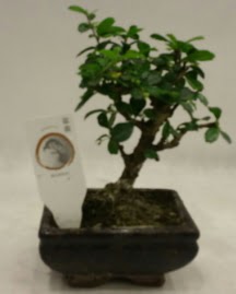 Kk minyatr bonsai japon aac  Hatay cicek , cicekci 