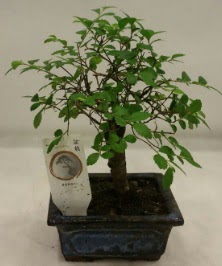 Minyatr ithal japon aac bonsai bitkisi  Hatay uluslararas iek gnderme 
