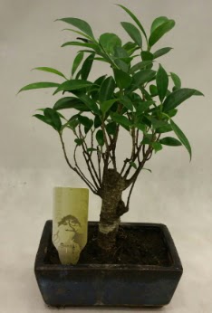 Japon aac bonsai bitkisi sat  Hatay cicekciler , cicek siparisi 