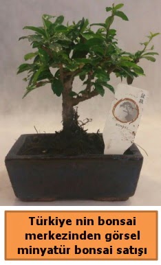 Japon aac bonsai sat ithal grsel  Hatay online iek gnderme sipari 