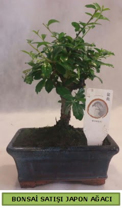 Minyatr bonsai aac sat  Hatay cicek , cicekci 