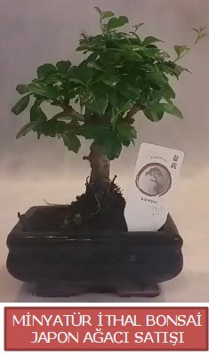 Kk grsel bonsai japon aac bitkisi  Hatay 14 ubat sevgililer gn iek 