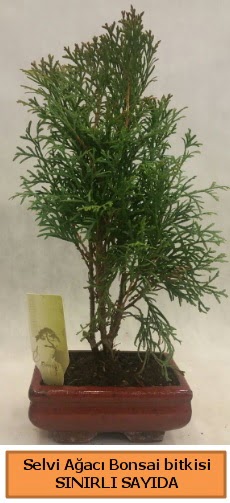 Selvi aac bonsai japon aac bitkisi  Hatay uluslararas iek gnderme 