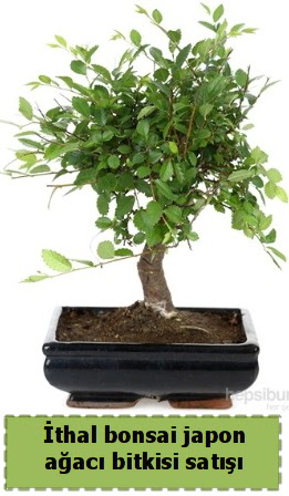 thal bonsai saks iei Japon aac sat  Hatay internetten iek siparii 