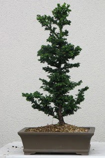 am aac bonsai bitkisi sat  Hatay cicekciler , cicek siparisi 