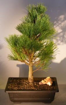 am aac japon aac bitkisi bonsai  Hatay cicekciler , cicek siparisi 
