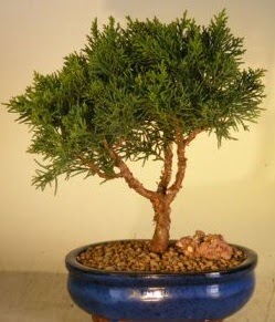 Servi am bonsai japon aac bitkisi  Hatay online iek gnderme sipari 