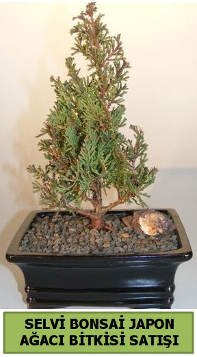 Selvi am japon aac bitkisi bonsai  Hatay cicekciler , cicek siparisi 