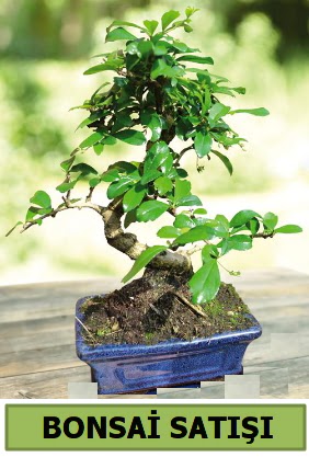 am bonsai japon aac sat  Hatay uluslararas iek gnderme 