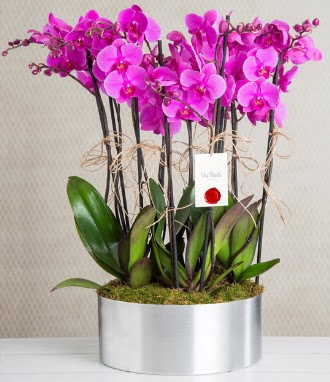 11 dall mor orkide metal vazoda  Hatay iek siparii vermek 