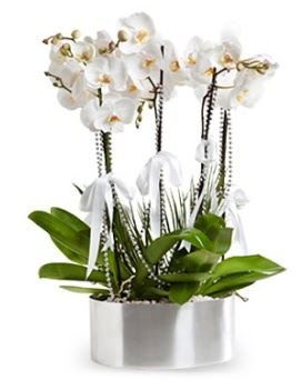 Be dall metal saksda beyaz orkide  Hatay online iek gnderme sipari 