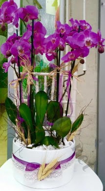 Seramik vazoda 4 dall mor lila orkide  Hatay online ieki , iek siparii 
