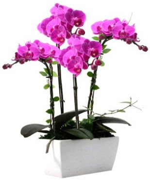 Seramik vazo ierisinde 4 dall mor orkide  Hatay uluslararas iek gnderme 