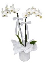 2 dall beyaz orkide  Hatay ieki maazas 