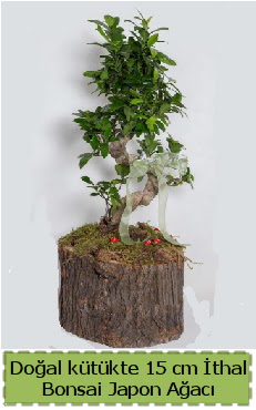 Doal ktkte thal bonsai japon aac  Hatay cicek , cicekci 