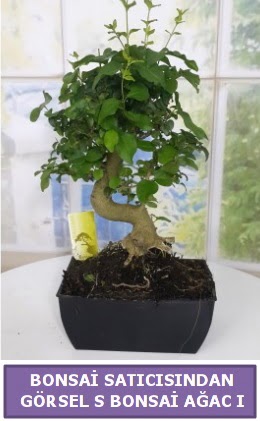 S dal erilii bonsai japon aac  Hatay uluslararas iek gnderme 