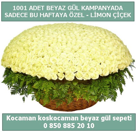 1001 adet beyaz gül sepeti özel kampanyada  Hatay çiçek siparişi vermek 