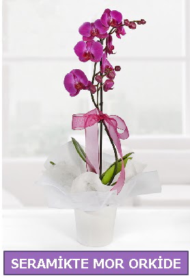Seramik içerisinde birinci kalite tek dallı mor orkide  Hatay internetten çiçek siparişi 