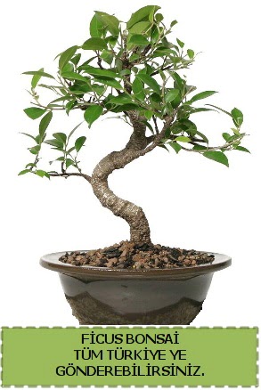 Ficus bonsai  Hatay iek siparii vermek 