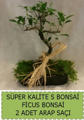 Ficus S Bonsai ve arap saçı  Hatay cicekciler , cicek siparisi 