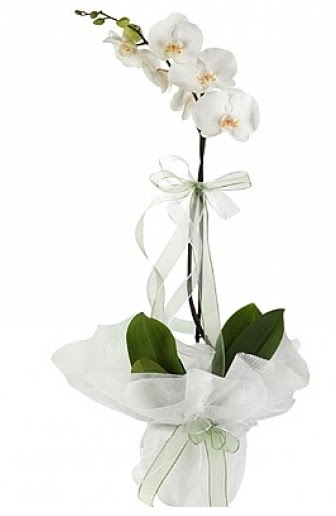 Tekli Beyaz Orkide  Hatay hediye sevgilime hediye iek 