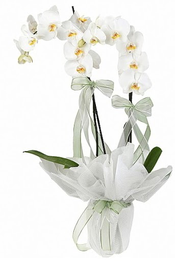ift Dall Beyaz Orkide  Hatay iek gnderme 